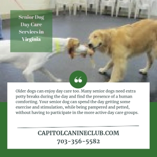 Senior Dog Day Care Services in Virginia