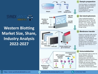Global Western Blotting Market Trends: Size, Share, Price, Growth, Industry Anal