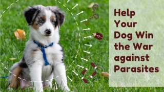 How to Help Your Dog Win the War against Parasites