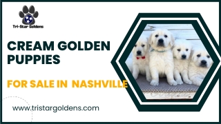 Sweet & Perfect Cream Golden Puppies for Sale in Nashville!