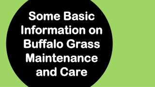 Some Basic Information on Buffalo Grass Maintenance and Care