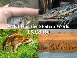 Wildlife in the Modern World