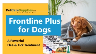 Cheapest Frontline Plus for Dogs | Buy Online & Free Delivery