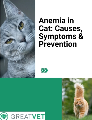 Anemia in Cat Causes, Symptoms & Prevention