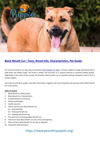 Black Mouth Cur  Ultimate Guide, Dog Breed Info, Facts,  FAQ and More  Peace For Puppies