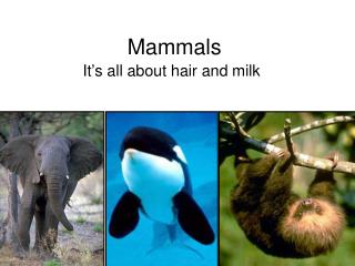 Mammals