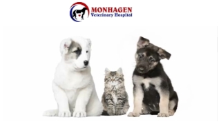 Middletown Pet Vet Services