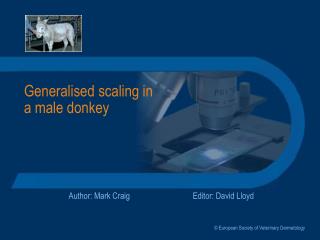Generalised scaling in a male donkey