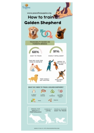 How To Train A Golden Shepherd Breed | Peace for Puppies