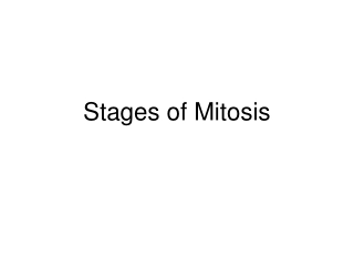 Cell Division (part 3): Stages of Mitosis