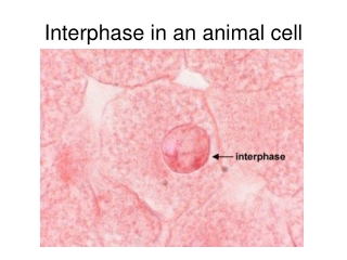 Cell Division (part 4): Importance of mitosis