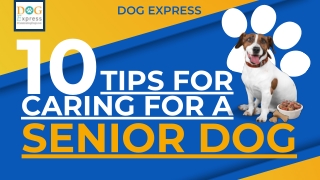 10 Tips for Caring for a Senior Dog