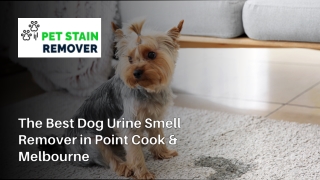 The Best Dog Urine Smell Remover in Point Cook & Melbourne