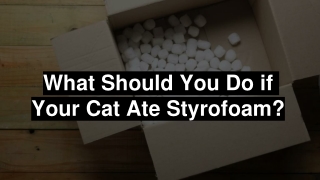 What Should You Do if Your Cat Ate Styrofoam?
