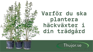 Varför du ska plantera häckväxter i din trädgård