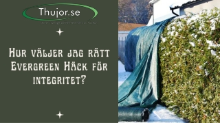 Hur väljer jag rätt Evergreen Häck för integritet