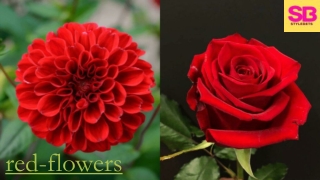 What are the most famous red flowers?