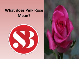 How is pink roses different from other roses?