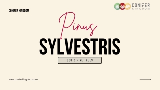 Pinus Sylvestris: An Exclusive Guide