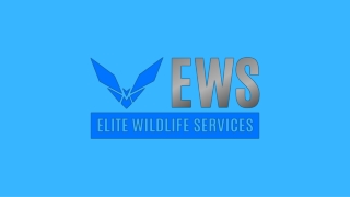 Bat Removal Memorial - Elite Wildlife Services