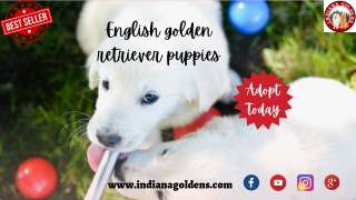 Buy our little cute English Golden Retriever puppies