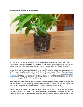 How To Prevent Root Rot In Houseplants