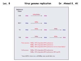 Lec . 8 Virus genome replication Dr. Ahmed K. Ali