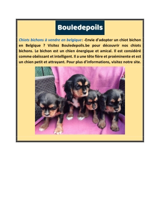 Chiots bichons à vendre en Belgique | Bouledepoils.be