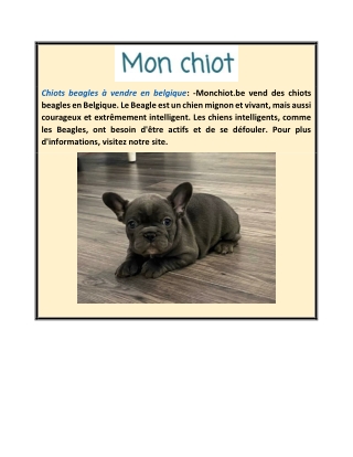 Chiots beagles à vendre en Belgique | Monchiot.be
