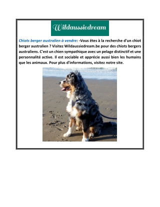 Chiots bergers australiens à vendre | Wildaussiedream.be