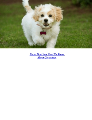 Facts That You Need To Know About Cavachon