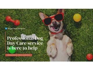 Professional Dog Day Care service is here to help