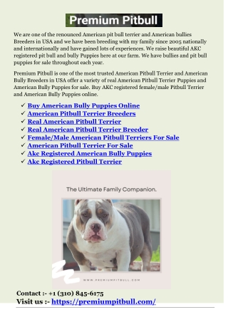 American Pitbull Terrier For Sale