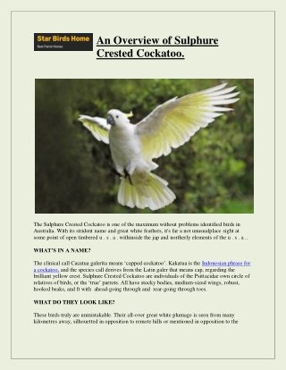An Overview of Sulphure Crested Cockatoo