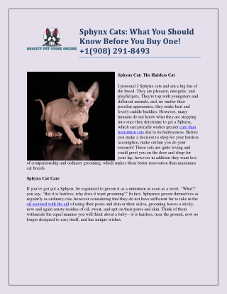 Sphynx Cats: What You Should Know Before You Buy One!  1(908) 291-8493