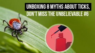 Myths about Ticks