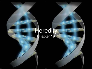 Heredity (part 1): Monohybrid cross & test cross