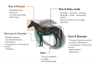 Horse Therapy Treatment - AmericaCryo