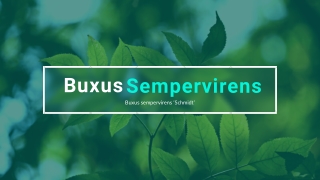 Ultimate Guide to Buxus Sempervirens