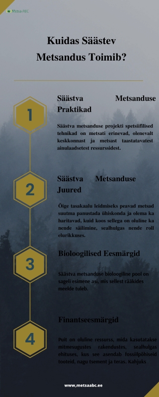 Kuidas säästev Metsandus Toimib? | Metsaabc