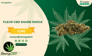 FLEUR CBD SHARK SHOCK - STRONGCBD.FR