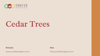 Everything You Need to Know About Cedar Trees