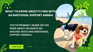 What to Know About Flying with An Emotional Support Animal