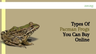 Types Of Pacman Frogs You Can Buy Online