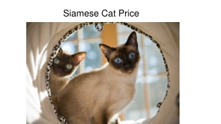 Siamese Cat Price