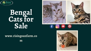 Top Quality Bengal Cats for sale - Affordable Price