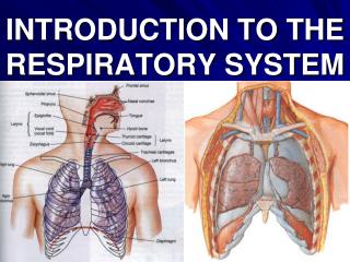 PPT - INTRODUCTION TO THE RESPIRATORY SYSTEM PowerPoint Presentation ...