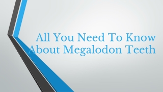 All You Need To Know About Megalodon Teeth