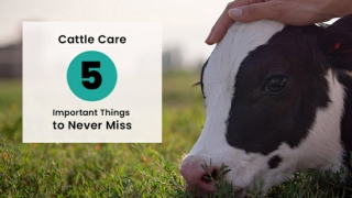 5 Important Cattle Care tips