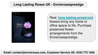 Long Lasting Roses UK - Envierosesprestige